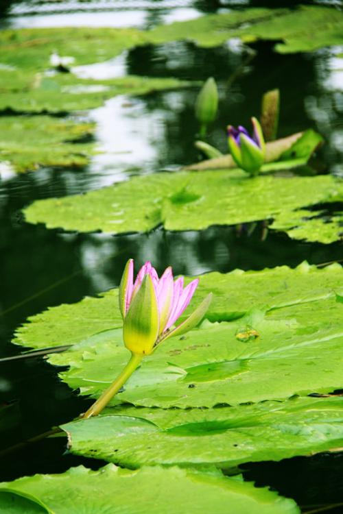 西湖故里