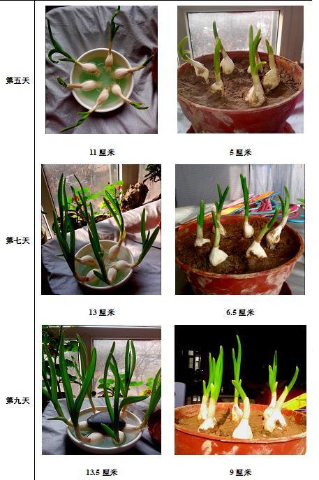 观察大蒜的生长过程