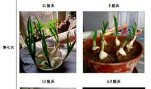 观察大蒜生长过程