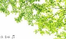 又见枝头吐绿芽