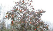 校园里的柿子树