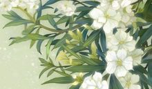 莫待花季梦里寻