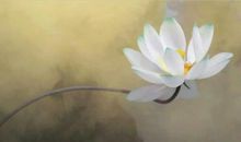 成长在感恩中萌生