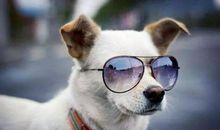 我的心爱之物小狗