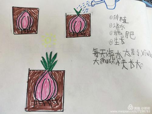 四年级观察大蒜日记