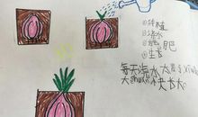 四年级观察大蒜日记