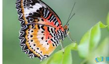 描写蝴蝶的作文