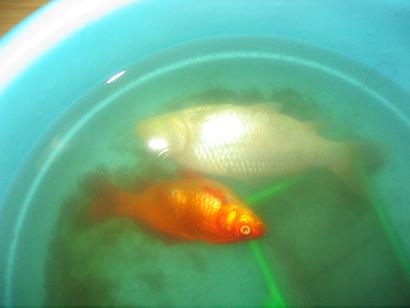 养金鱼的乐趣