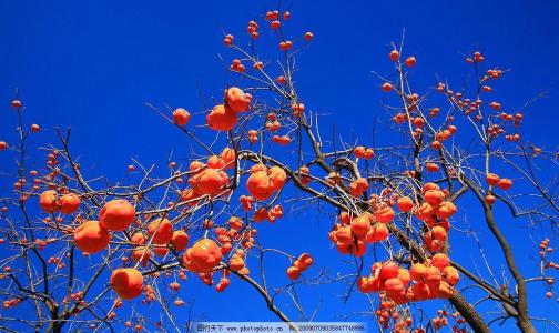 硕果累累的秋天