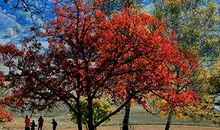 毫不吝啬的秋天