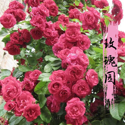 我爱你多彩的春天