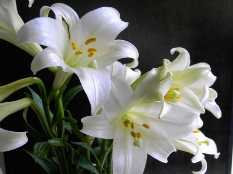 我喜欢百合花