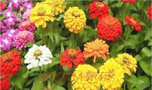 我喜欢的一种花菊花