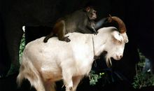 精彩的动物表演