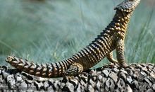 动物的狩猎绝招读后感