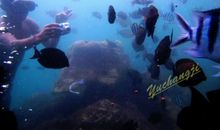 可怕的海底漫步