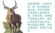 可敬的斑羚——读《斑羚飞渡》有感