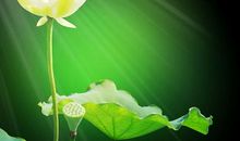 用芬芳在爱上写诗