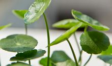 灿烂似花，平凡如叶