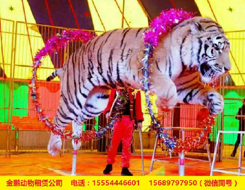 动物表演组