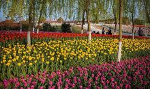 忆起第一次踏青