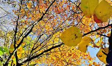 又是落叶纷飞时