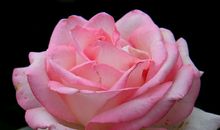 让和平之花常开