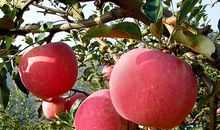 我最喜欢的水果苹果