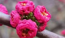 珍惜春天的时光