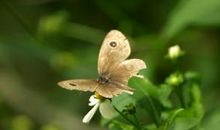 埋在记忆深处的残蝶