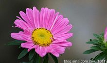 灿烂为花，平凡是土