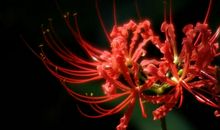 把花种在自己心里