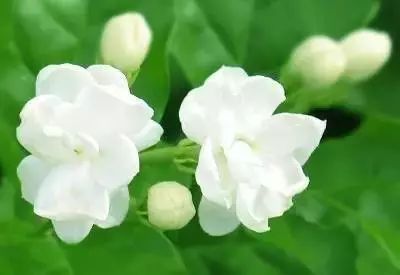 白茉莉