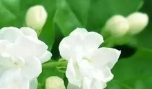 洁白的茉莉花