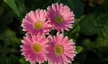 诚信，永不凋零的生命之花