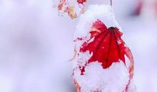 友善世间最美的花