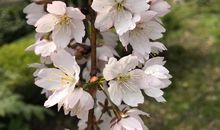 走着走着花儿就开了