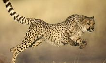 慢如蜗牛的豹子