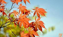 我爱秋天的树叶