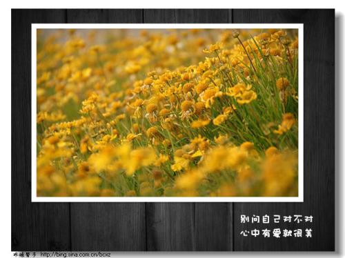 听角落里的野花