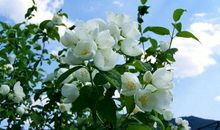 埋在记忆深处的茉莉