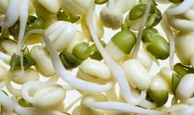 观察日记绿豆芽的生长