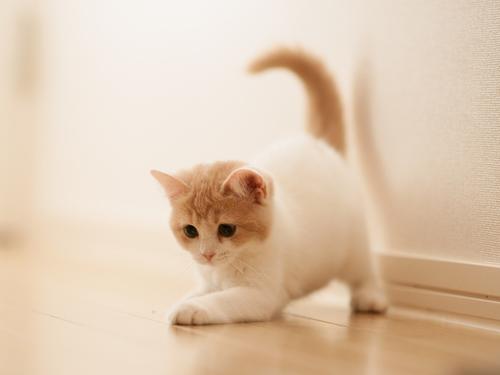 可爱的“小猫”