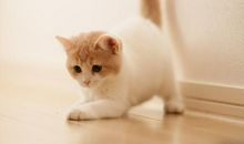 可爱的“小猫咪”