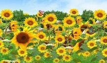 我心中的向日葵