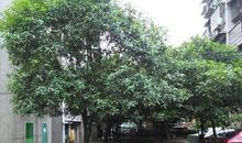 小区里的桂花树
