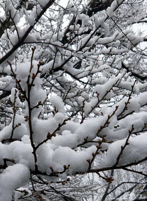 在雪中水暖