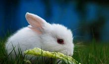 兔子说明文