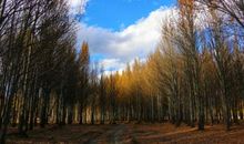 再见了我的老家