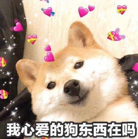 我最爱的东西是一只小狗